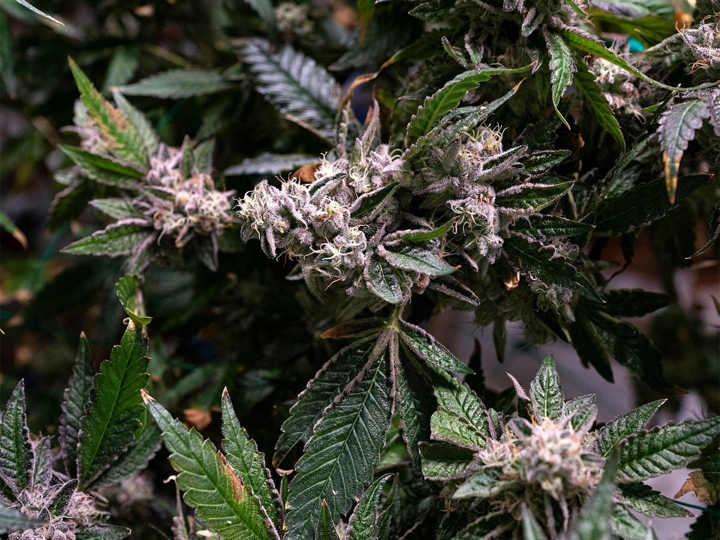 Best Weed Flower Products in NYC: What to Buy and Where