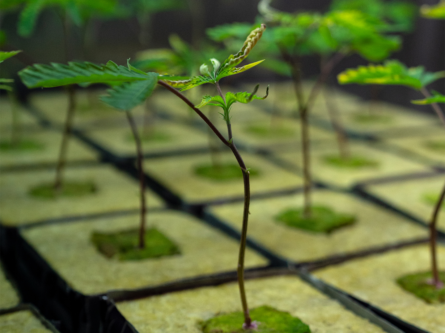Organic vs Conventional Weed: What NYC Buyers Should Know