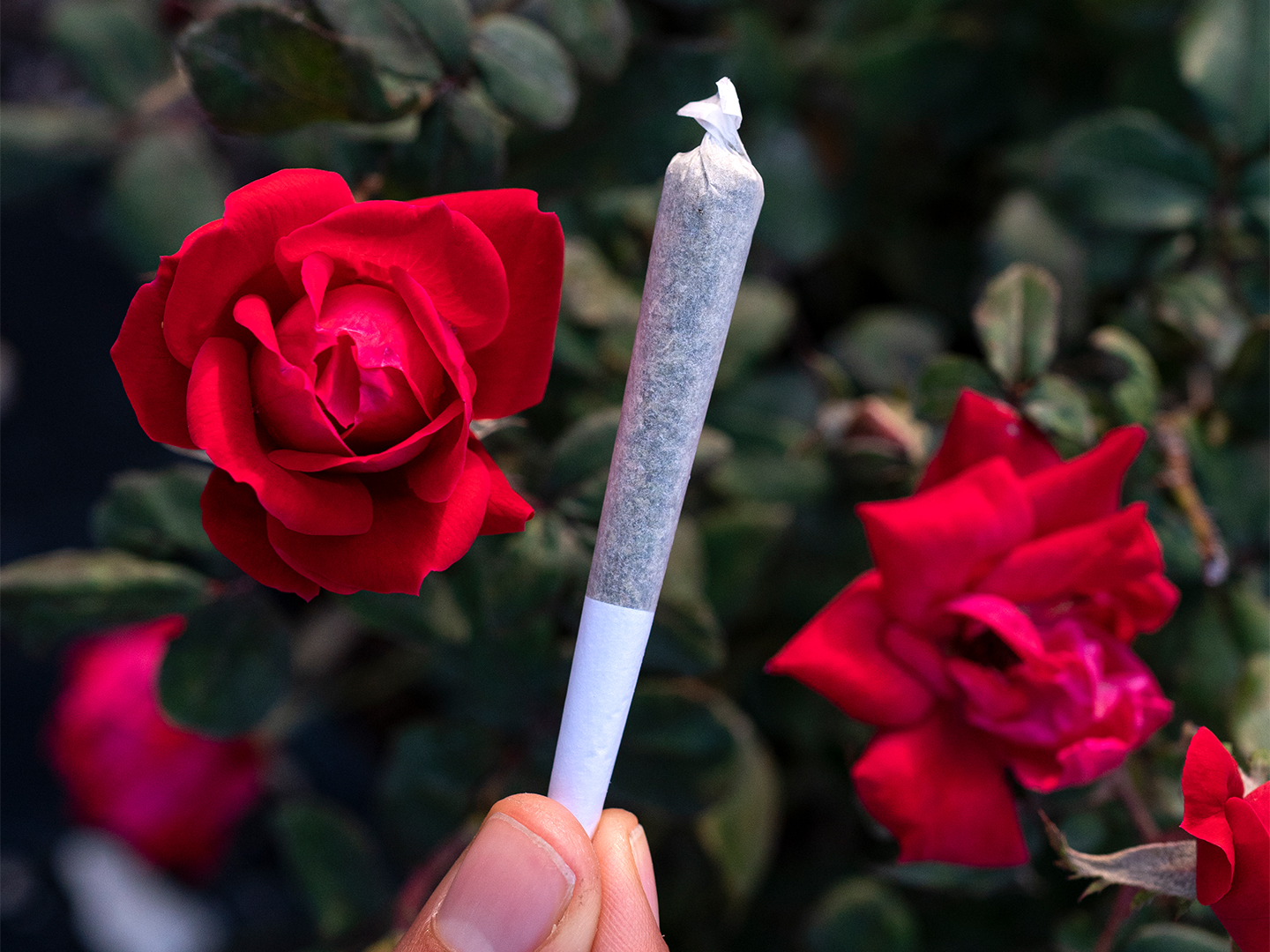 Beginner’s Guide to Weed Pre-rolls: Everything NYC First-Timers Need to Know