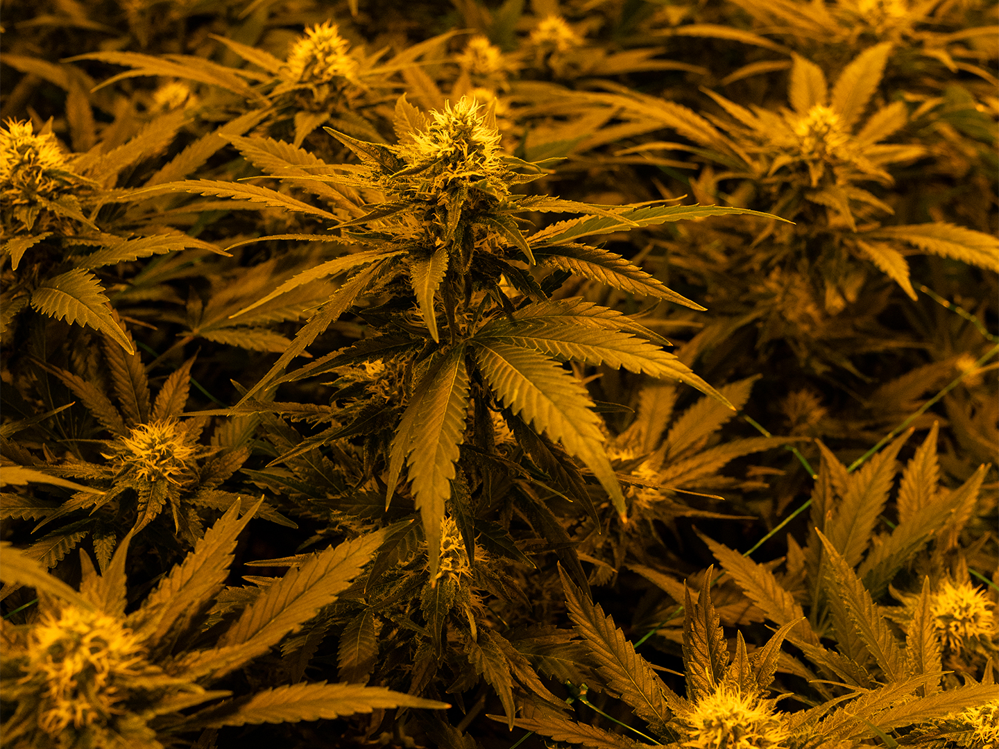 How Health-Conscious NYC Consumers Access Quality Weed Without the Hassle
