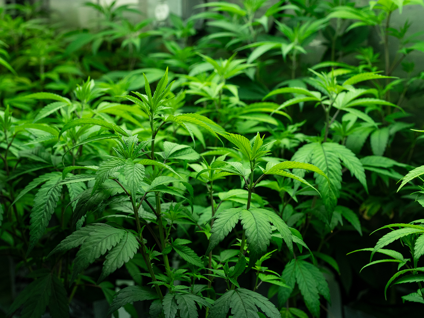 Indica vs Sativa: What’s the Real Difference and Why It Matters