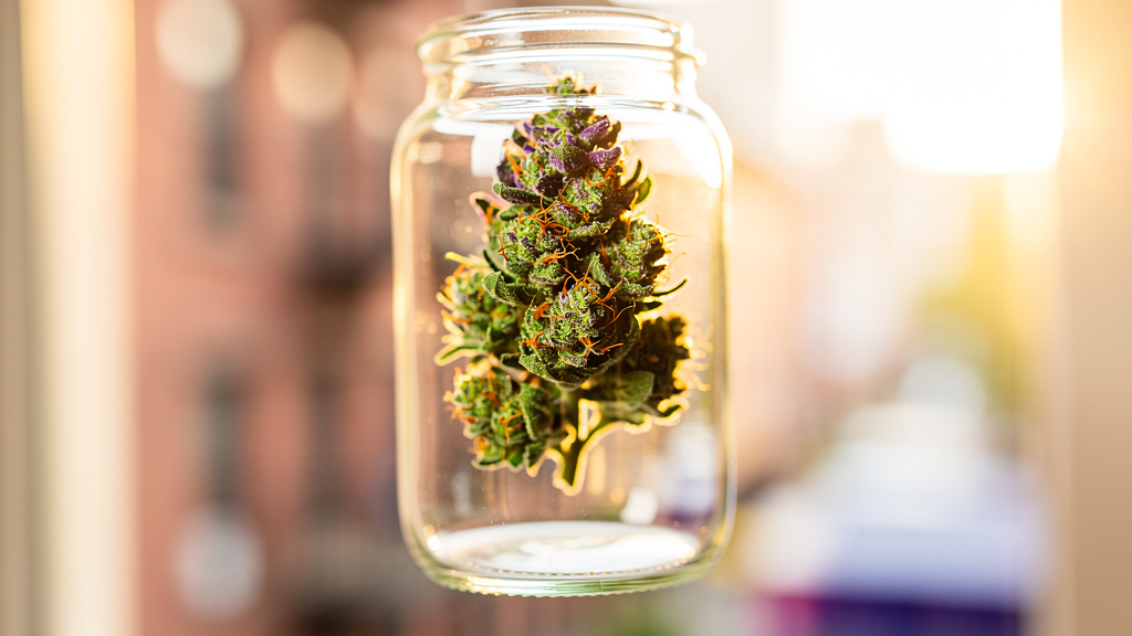 Weekend Weed Plans: Best Strains for a Chill Saturday Night with Friends